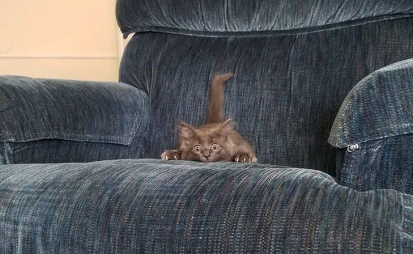 22 cats in which the hunting instinct suddenly woke up, but they forgot how to do it