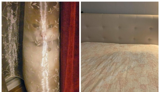 22 cats who have perfected the art of disguise 22 cats who have perfected the art of disguise