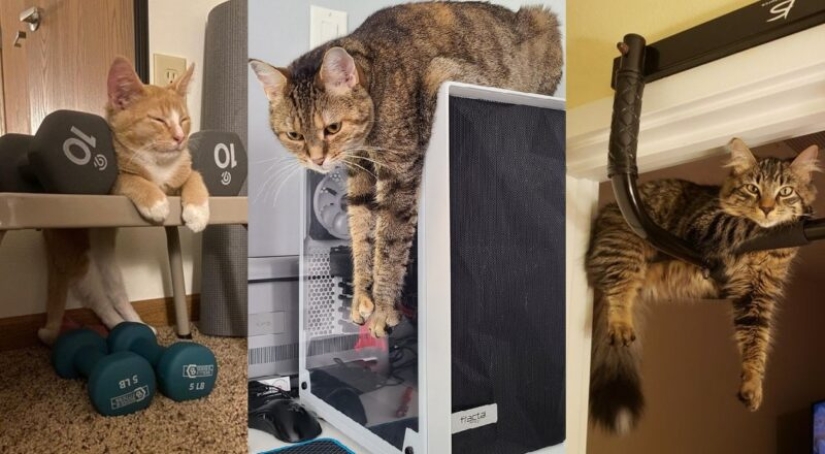 22 cats who, like no one else, know how to find a cozy place