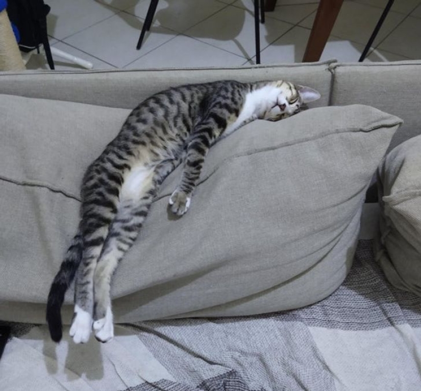 22 cats who, like no one else, know how to find a cozy place