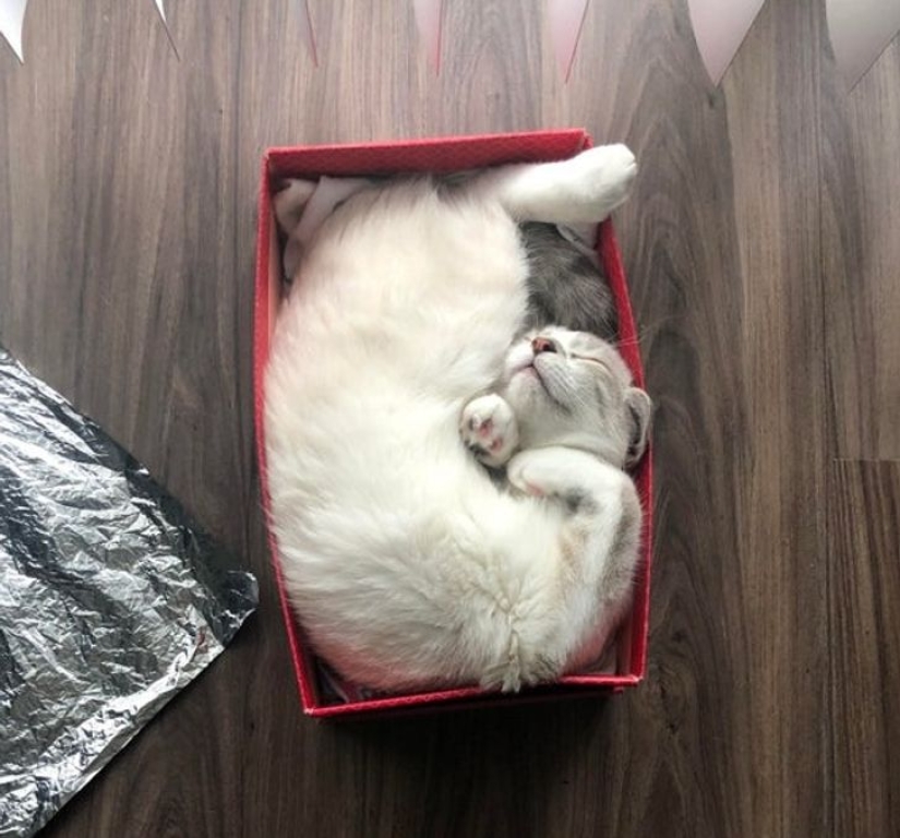 22 cats who, like no one else, know how to find a cozy place