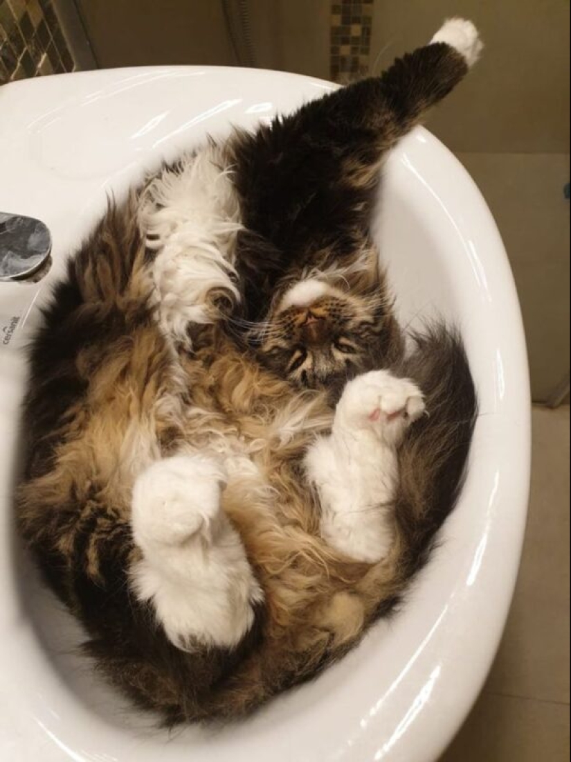 22 cats who, like no one else, know how to find a cozy place