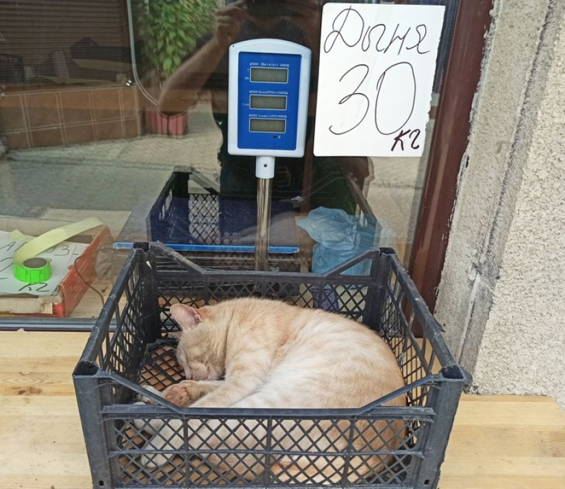 22 cats who, like no one else, know how to find a cozy place