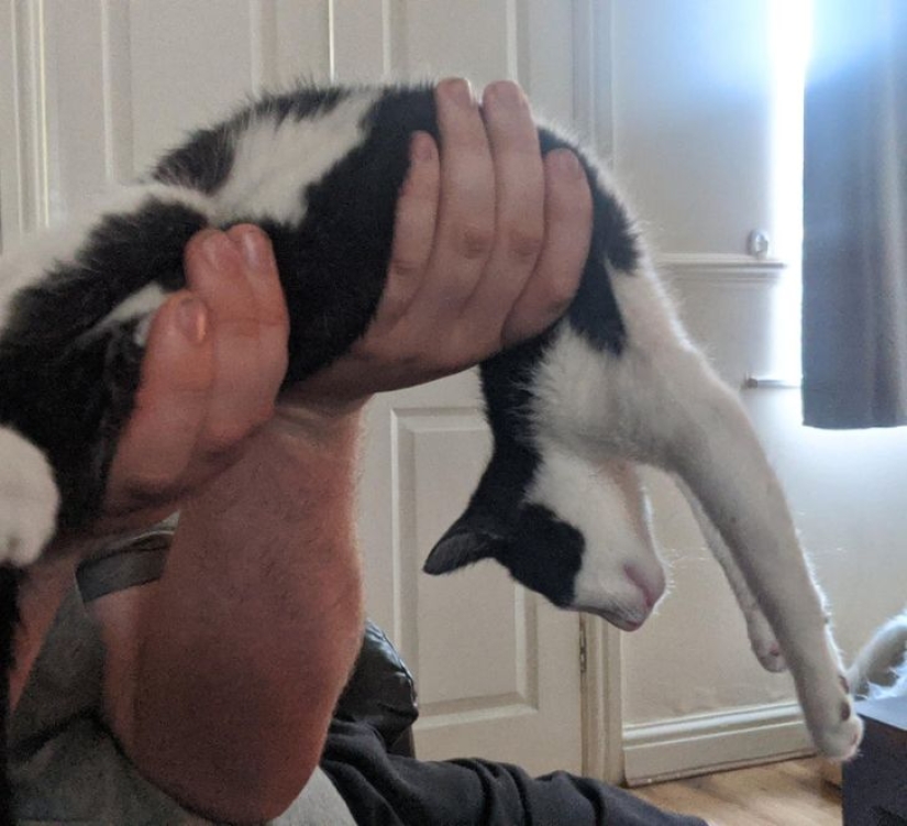 22 cats who, like no one else, know how to find a cozy place