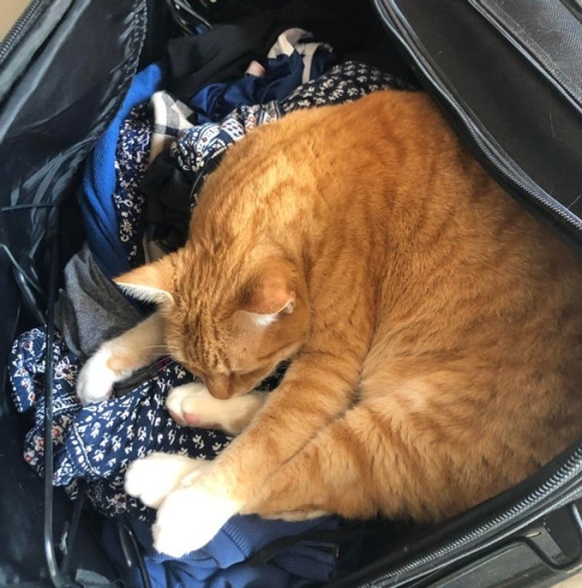 22 cats who, like no one else, know how to find a cozy place