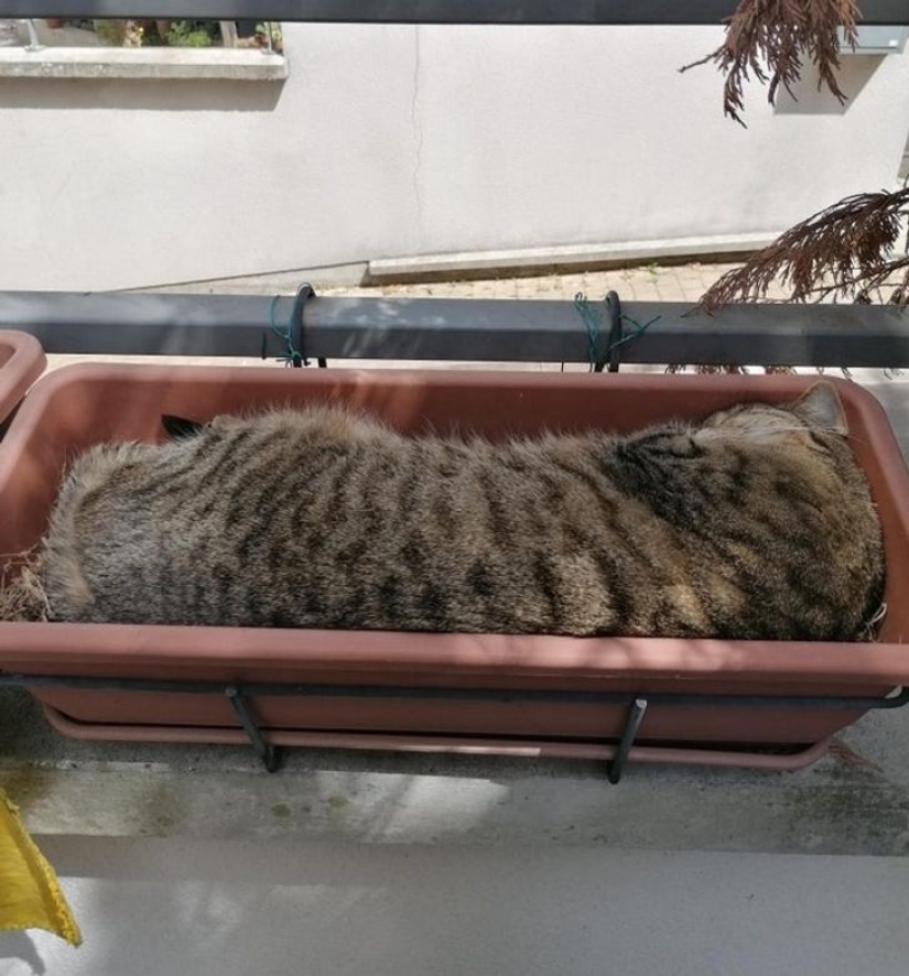 22 cats who, like no one else, know how to find a cozy place