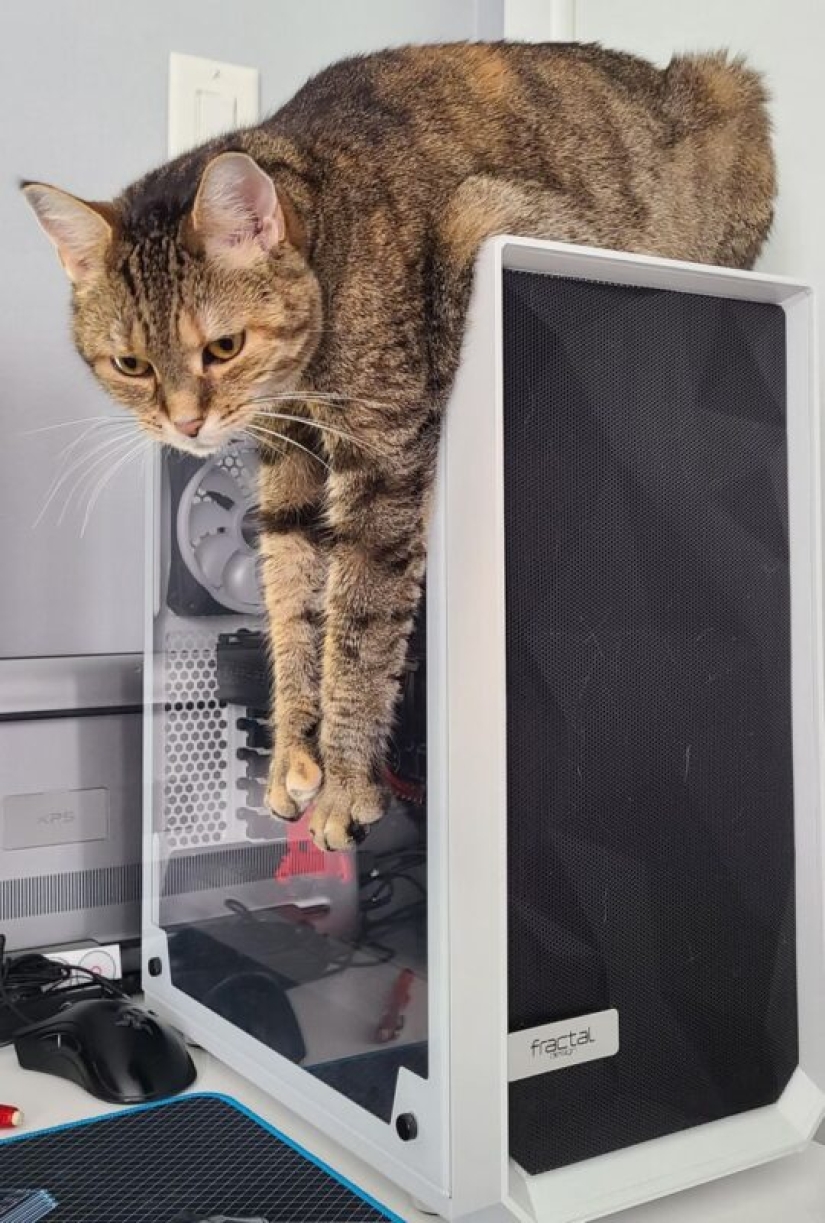 22 cats who, like no one else, know how to find a cozy place