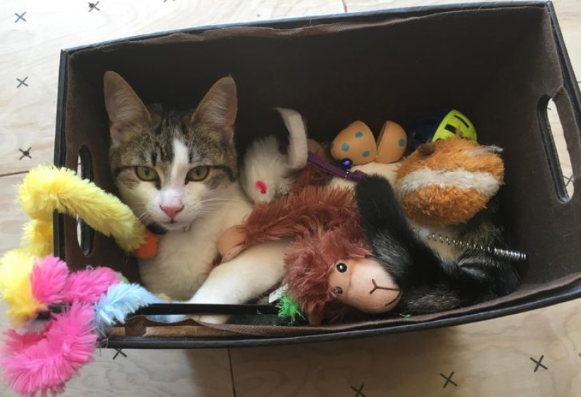 22 cats who, like no one else, know how to find a cozy place