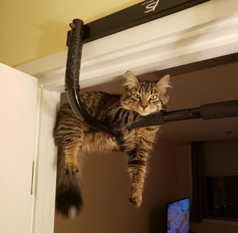 22 cats who, like no one else, know how to find a cozy place