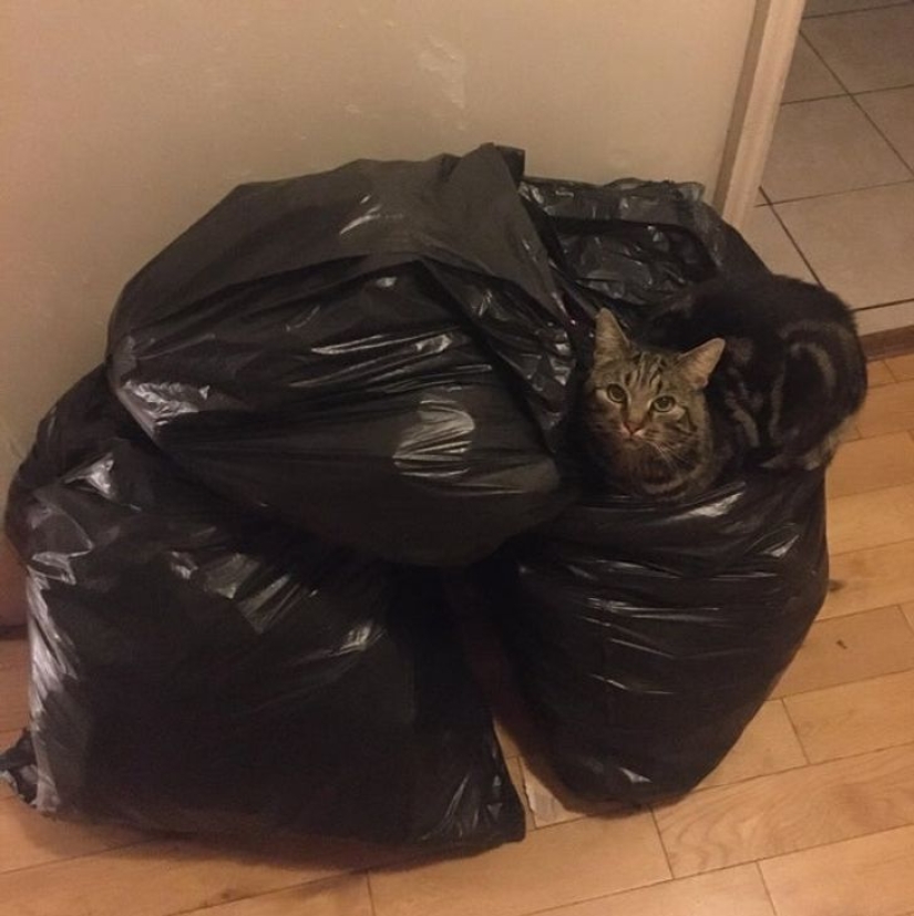 22 cats who, like no one else, know how to find a cozy place