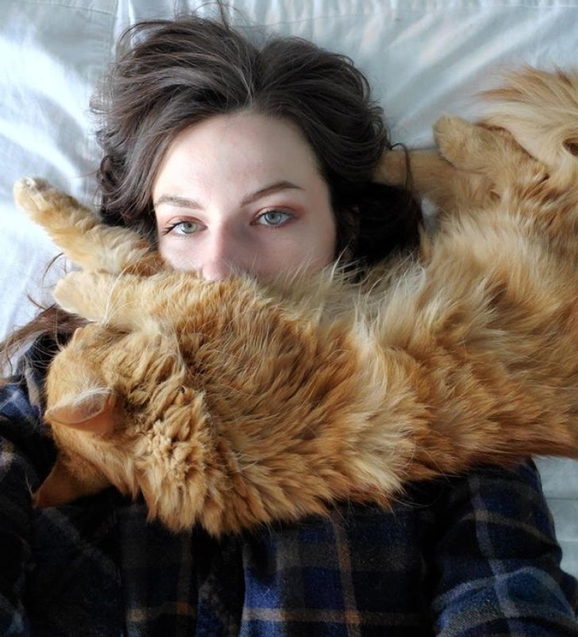 22 cats who, like no one else, know how to find a cozy place