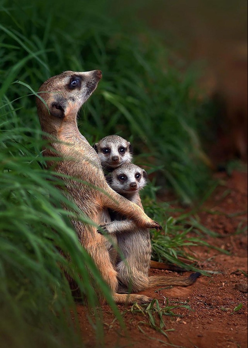 22 charming family portraits of animals that will show you what photogenicity is