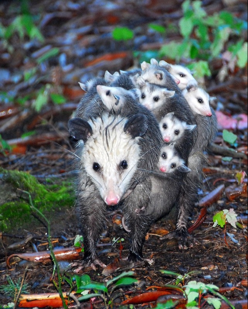 22 charming family portraits of animals that will show you what photogenicity is