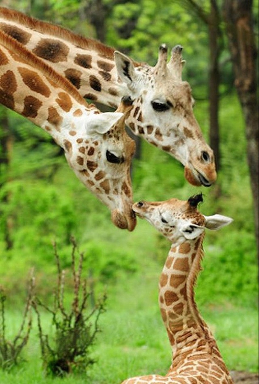 22 charming family portraits of animals that will show you what photogenicity is