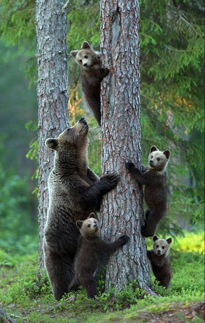 22 charming family portraits of animals that will show you what photogenicity is