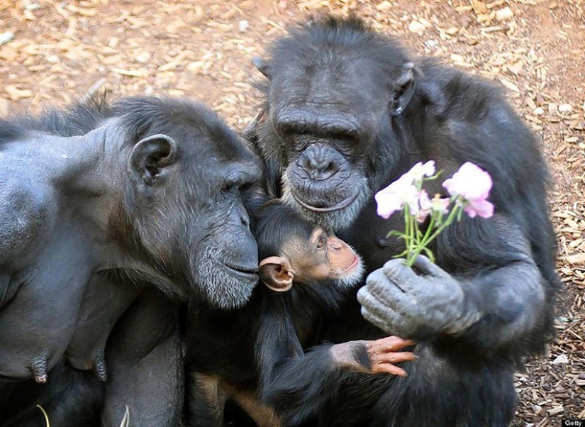 22 charming family portraits of animals that will show you what photogenicity is