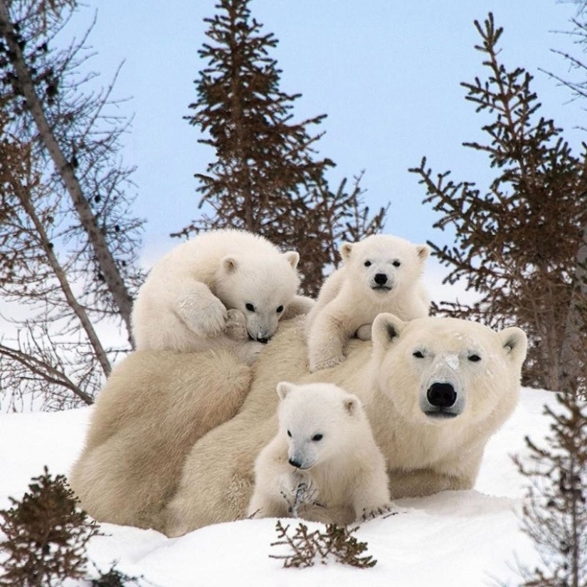 22 charming family portraits of animals that will show you what photogenicity is