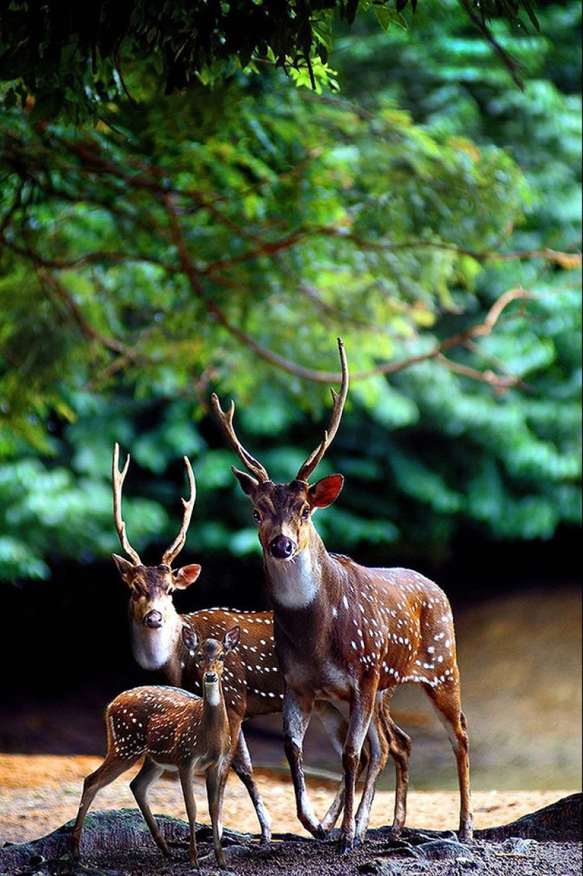 22 charming family portraits of animals that will show you what photogenicity is