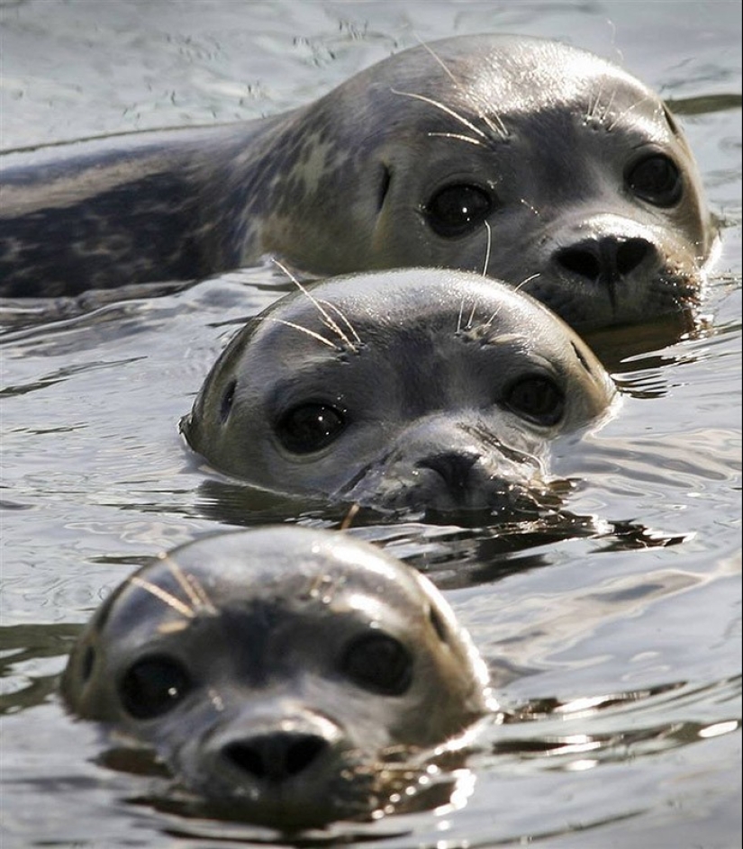 22 charming family portraits of animals that will show you what photogenicity is