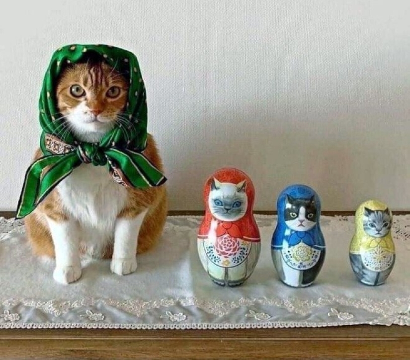 22 cute cats in headscarves