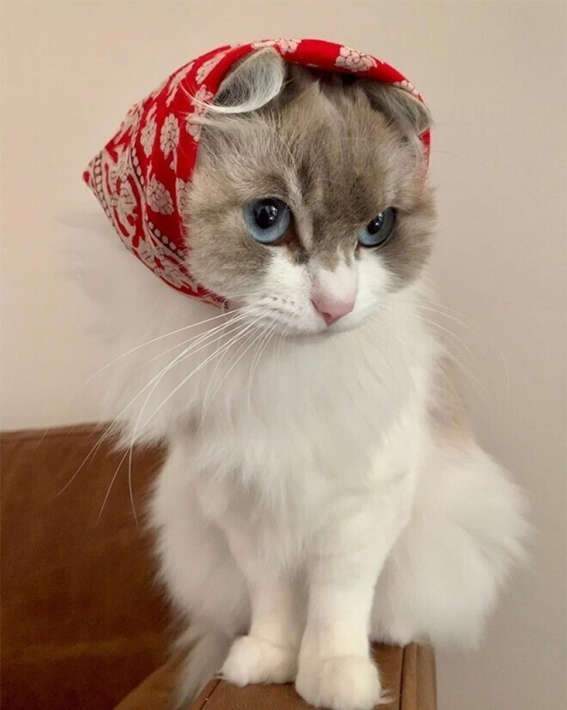 22 cute cats in headscarves