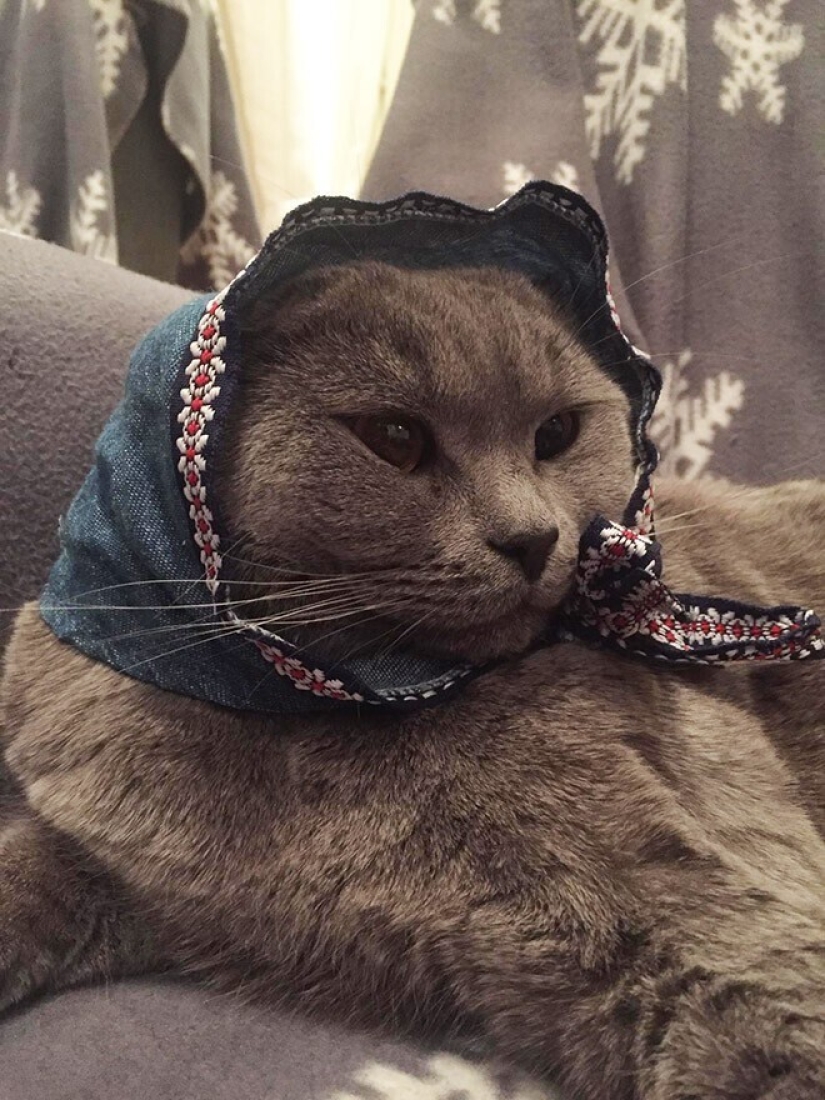 22 cute cats in headscarves