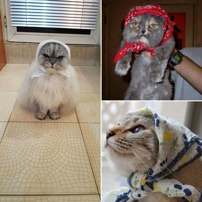 22 cute cats in headscarves