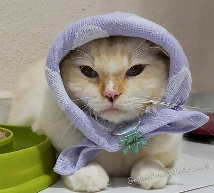 22 cute cats in headscarves