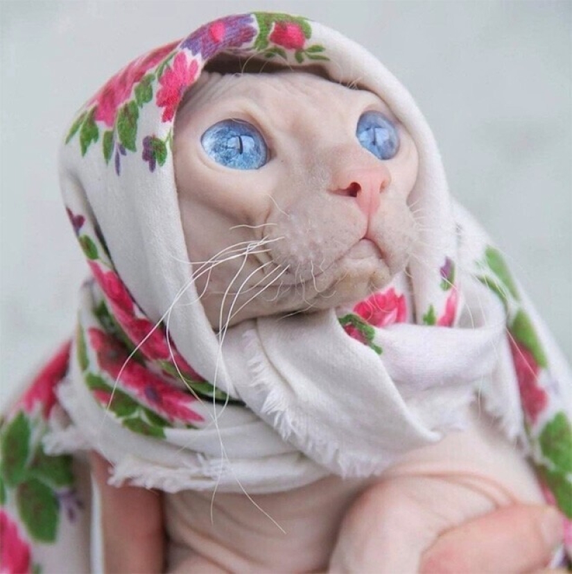 22 cute cats in headscarves