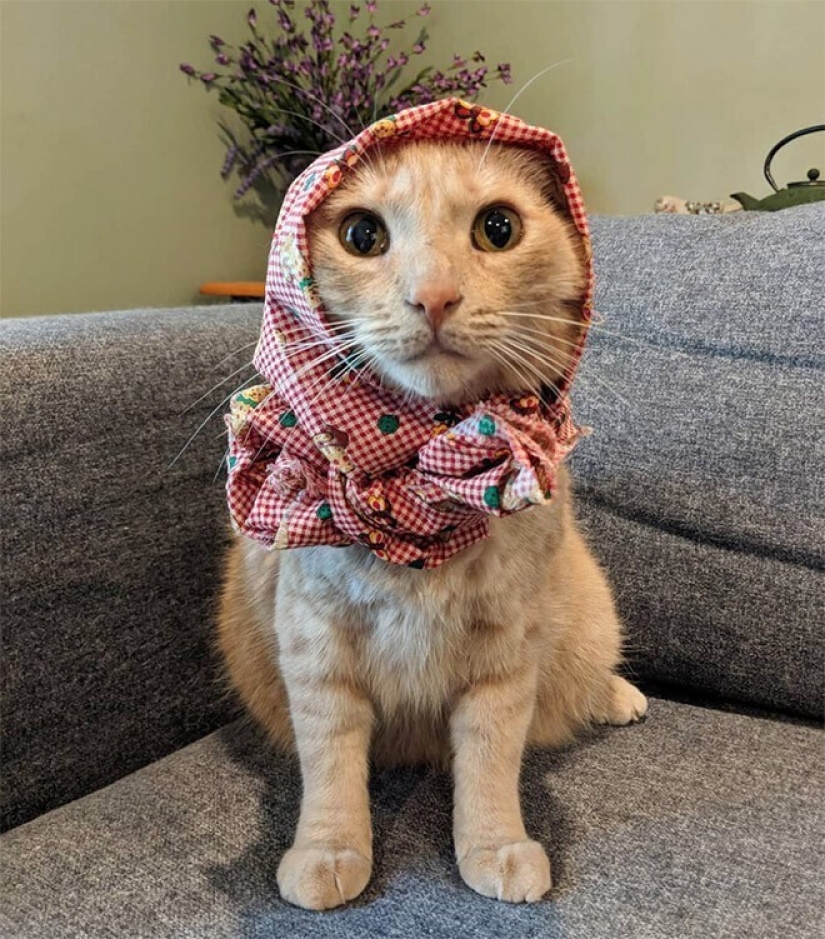 22 cute cats in headscarves