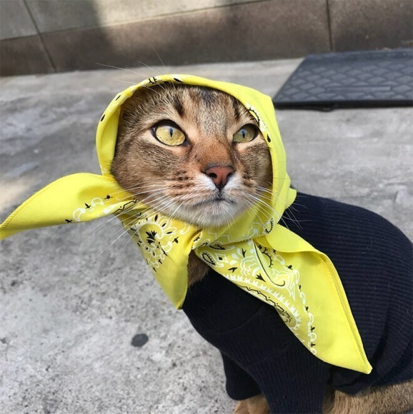 22 cute cats in headscarves