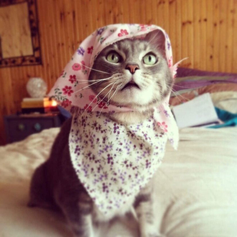 22 cute cats in headscarves