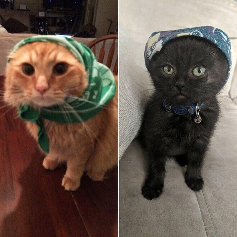 22 cute cats in headscarves