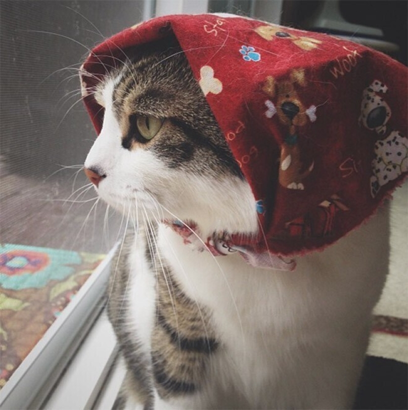 22 cute cats in headscarves