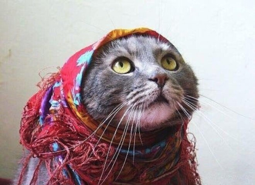 22 cute cats in headscarves