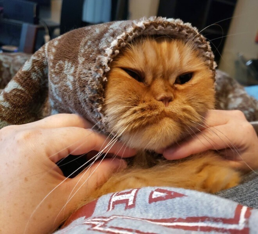 22 cute cats in headscarves