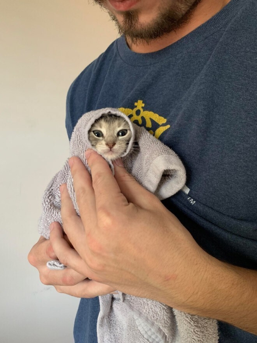 22 cute cats in headscarves