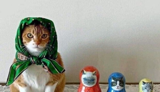 22 cute cats in headscarves