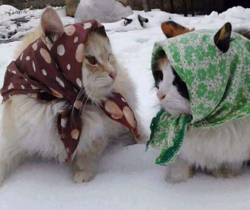 22 cute cats in headscarves