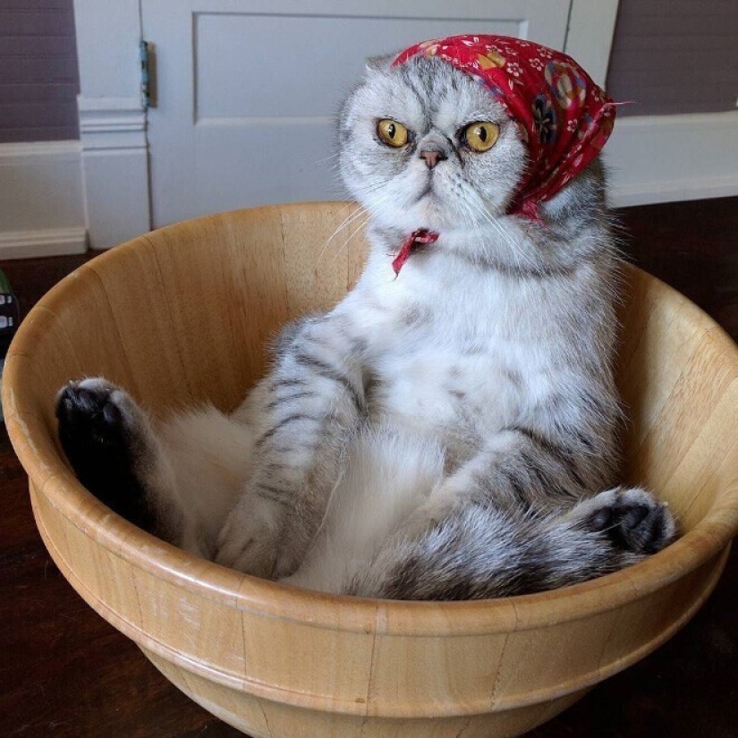 22 cute cats in headscarves