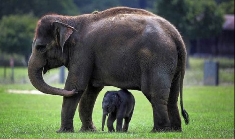 22 cute cubs of wild animals that you just want to cuddle