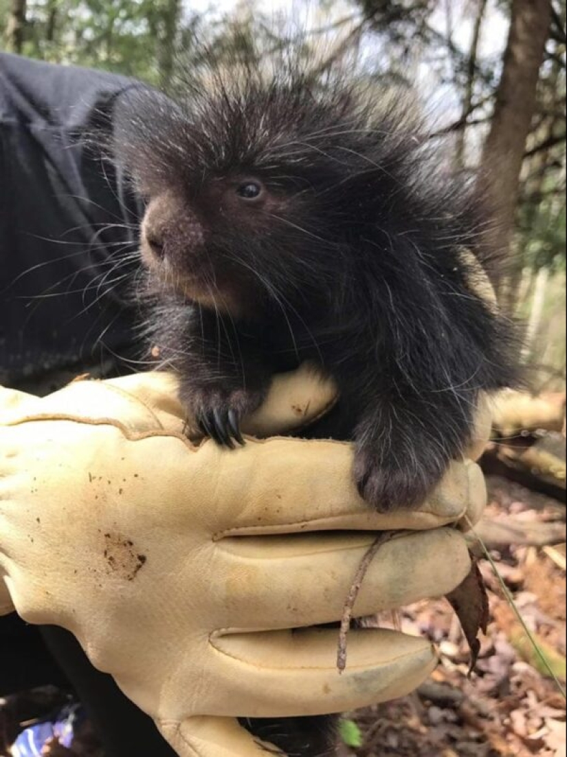 22 cute cubs of wild animals that you just want to cuddle