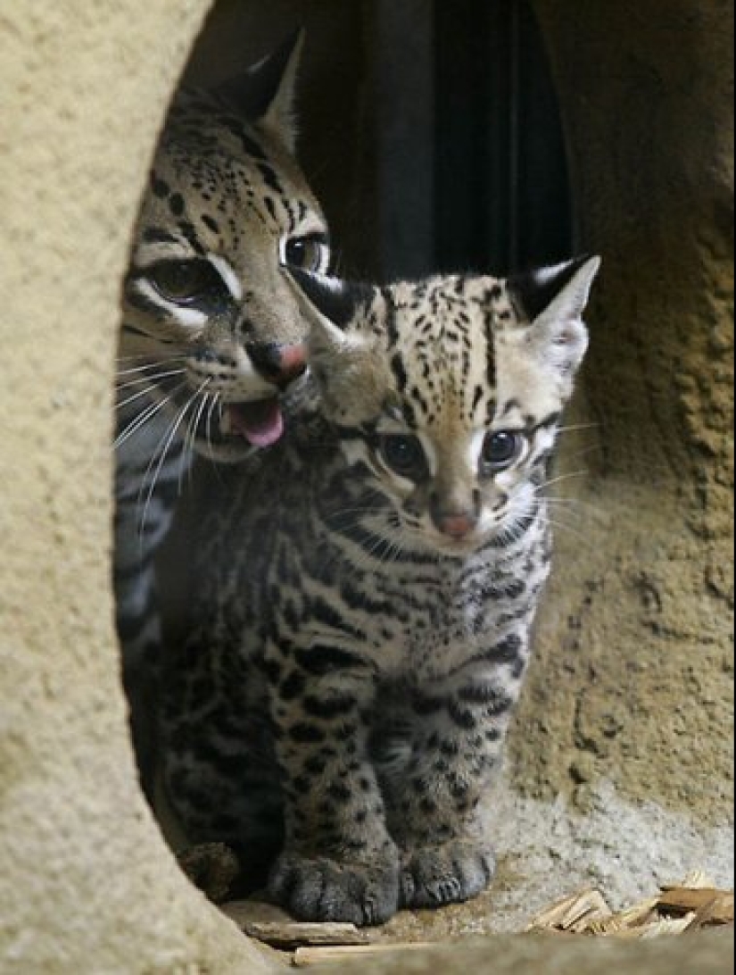 22 cute cubs of wild animals that you just want to cuddle