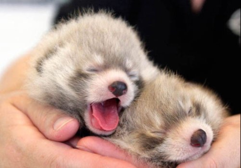 22 cute cubs of wild animals that you just want to cuddle