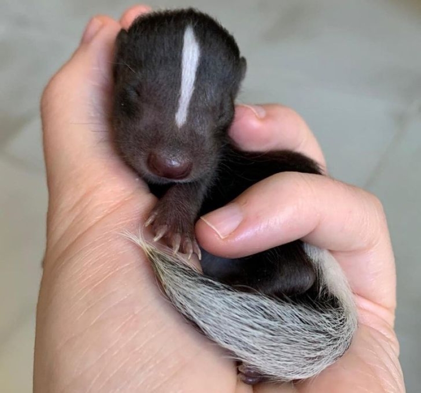 22 cute cubs of wild animals that you just want to cuddle