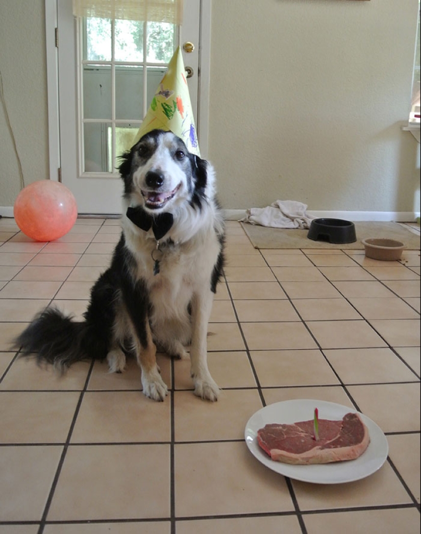 22 cute photos of dogs on their birthday that will amuse you