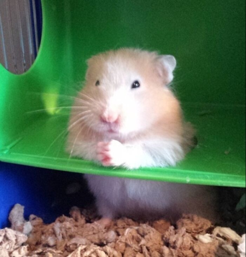 22 cute photos of hamsters that will make you smile