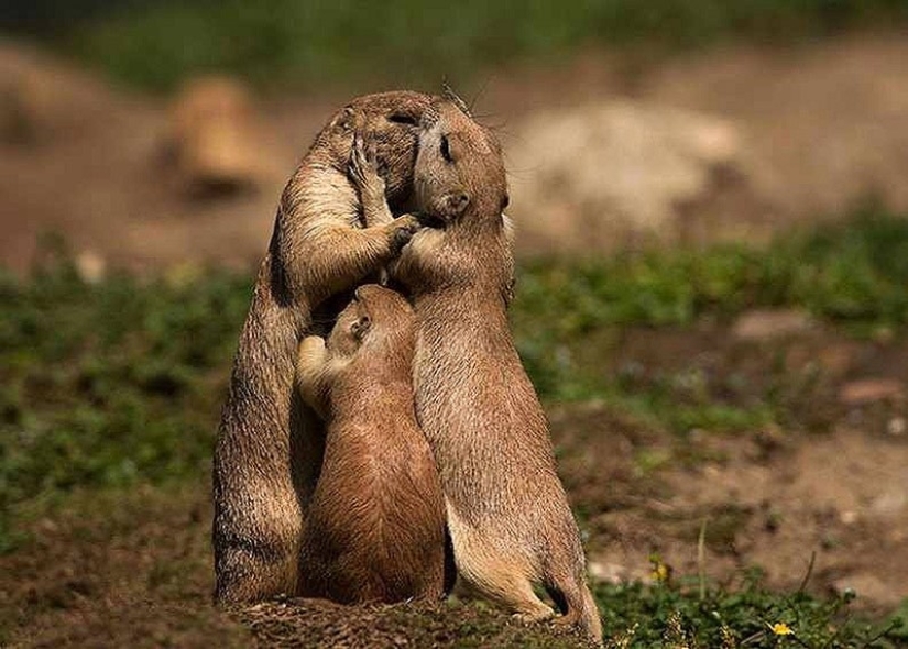 22 encantadores retratos familiares de animales que te mostrarán lo que es la fotogenicidad