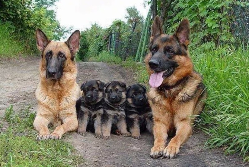 22 encantadores retratos familiares de animales que te mostrarán lo que es la fotogenicidad