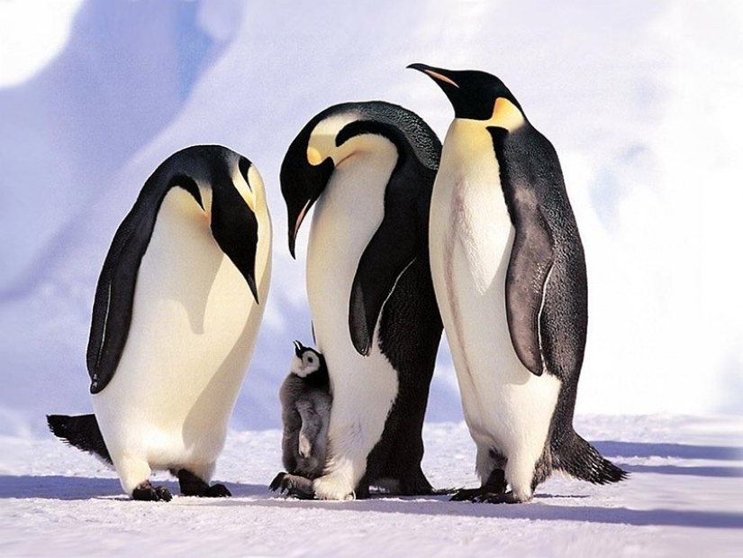 22 encantadores retratos familiares de animales que te mostrarán lo que es la fotogenicidad